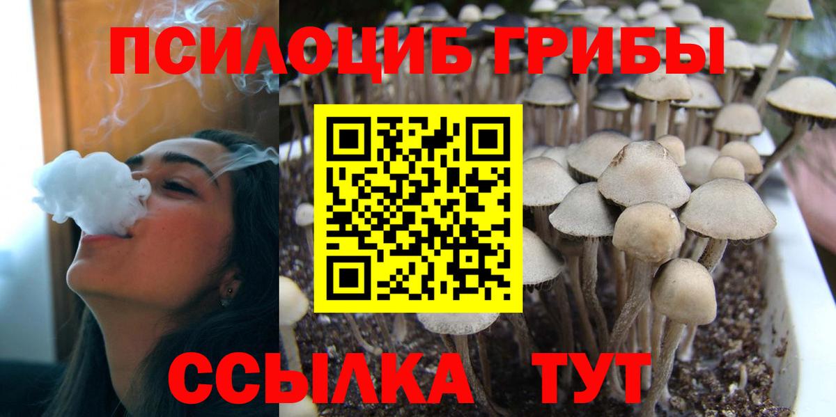 Псилоцибиновые грибы Psilocybe  Вход с VPN  Благодарный 